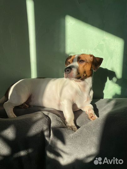 Вязка джек рассел терьер