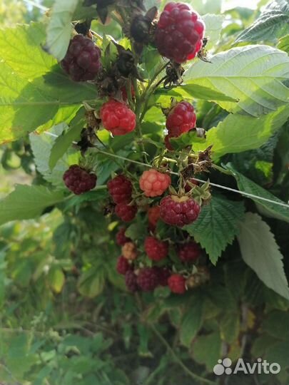 Малина жёлтая и красная, ремонтантная