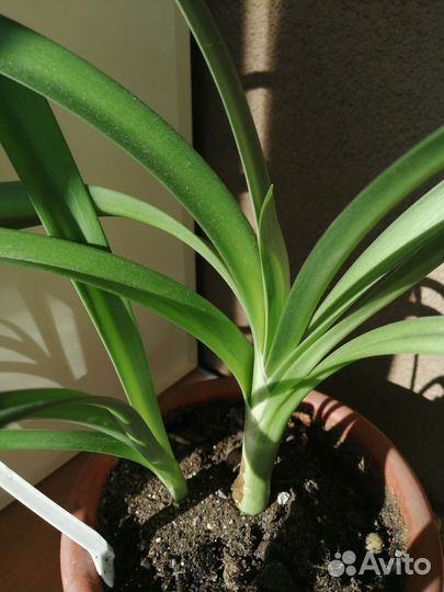 Комнатные цветы кливия