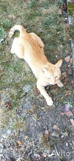 Рыжий красавчик