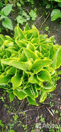 Продам хосты. Возможна доставка по г. Красноярску