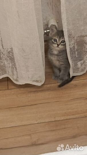 Котёнок