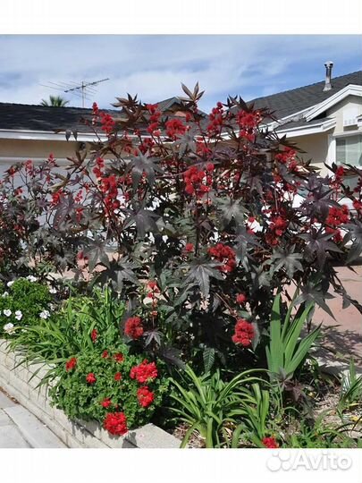 Клещевина красная