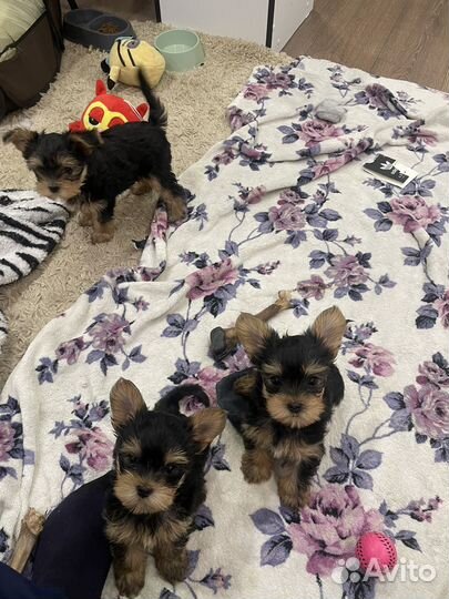 Йоркширский терьер