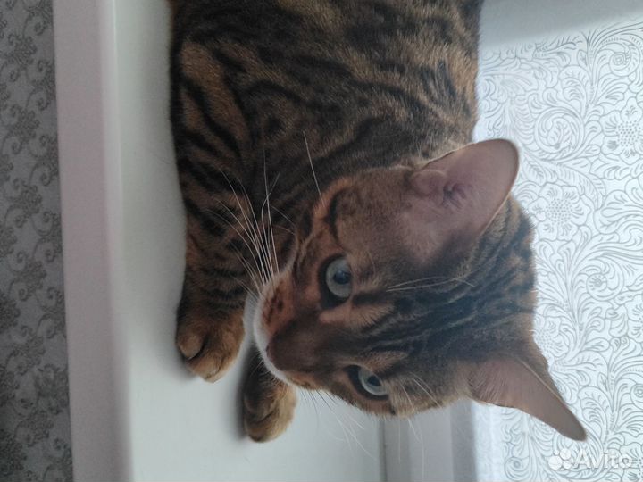 Бенгальская