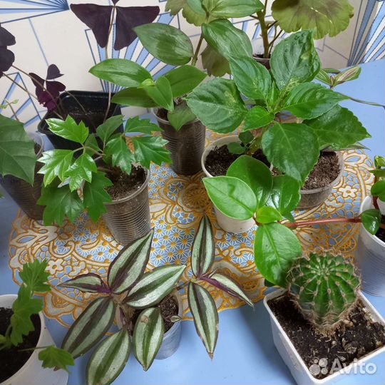 Комнатные растения