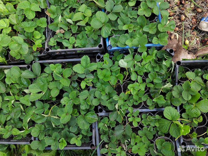 Рассада клубники виктория