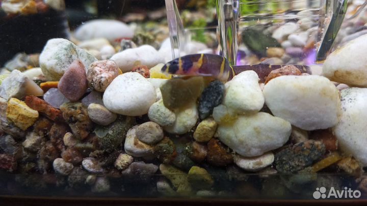 Аквариумные креветки