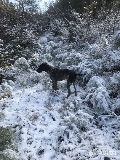 Курцхаар вязка