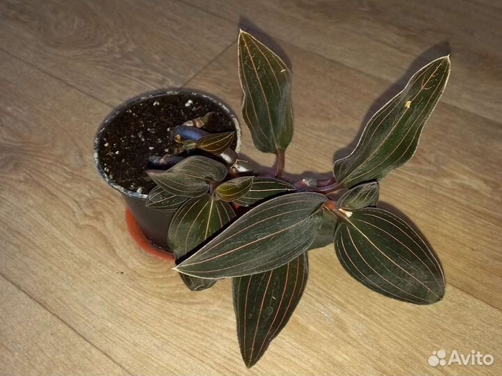 Лудизия (драгоценная орхидея)