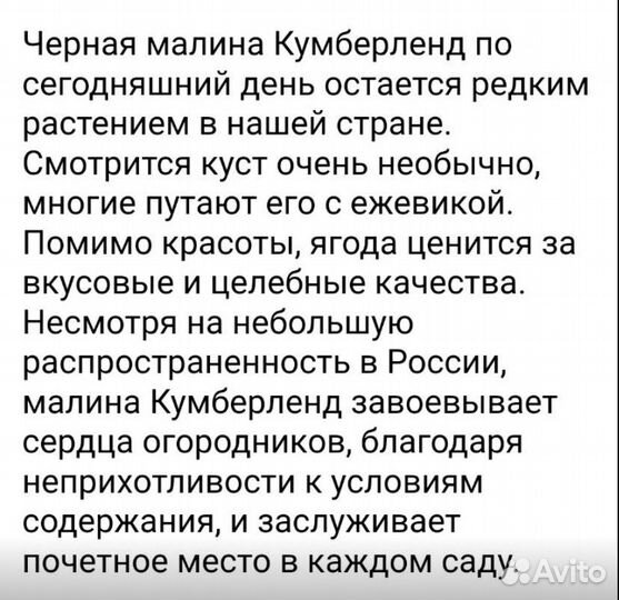 Малина Камберленд саженцы