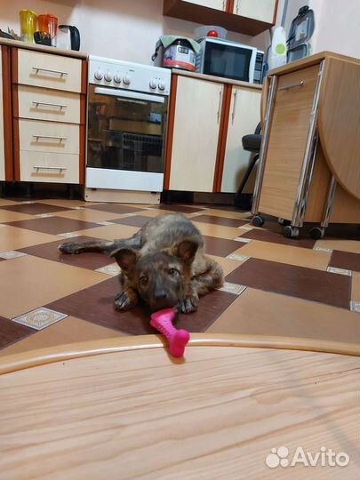 Собака в добрые руки