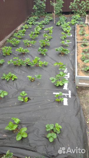 Рассада клубники