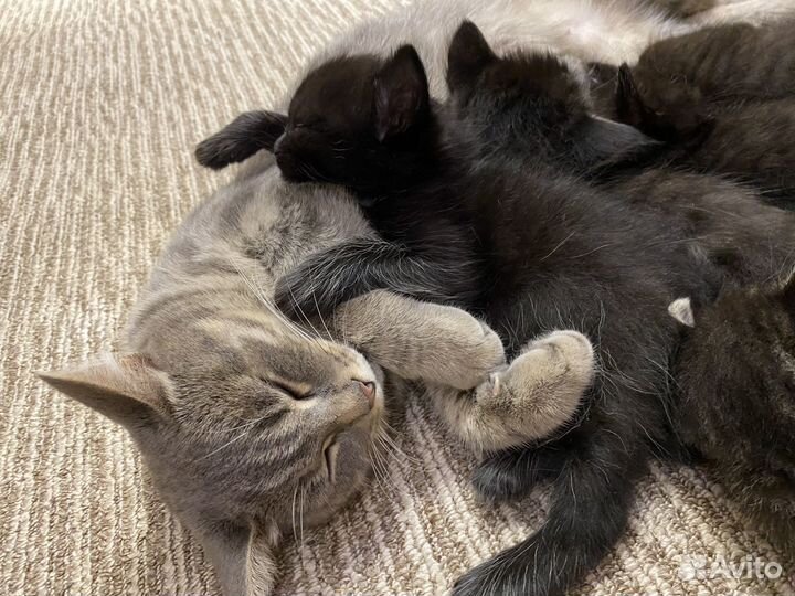 Котята в добрые руки