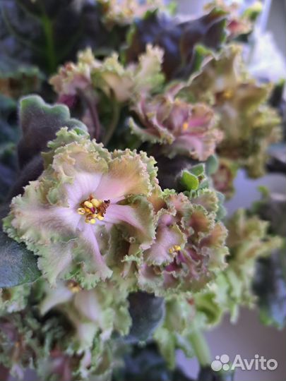 Сортовые фиалки