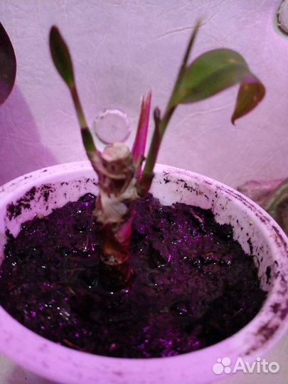 Комнатные цветКордилина драцена Аихризон Рео Алоэ
