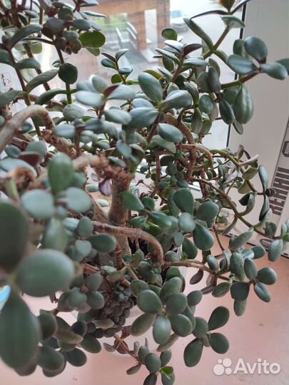 Денежное дерево толстянка