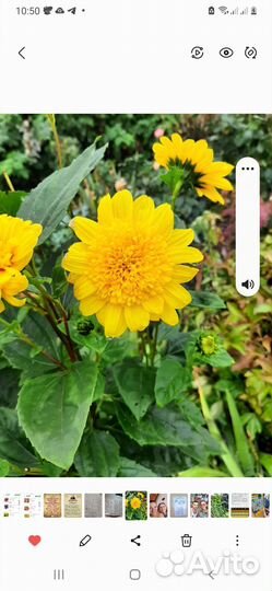 Хризантемы мультифлора