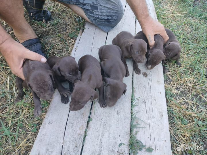 Щенки курцхара