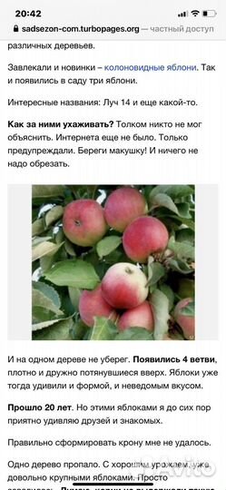 Саженцы весна-2024