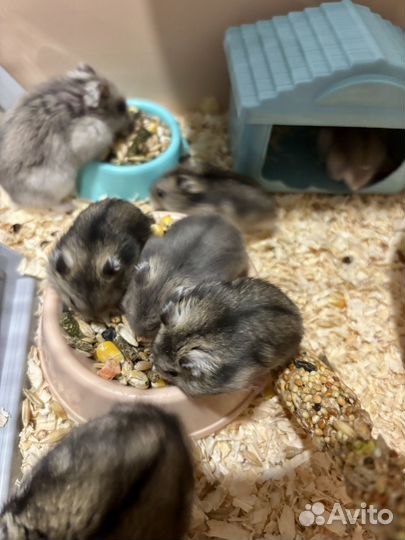 Джунгарский хомяк