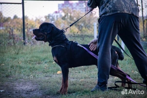 Кинолог. Дрессировка и воспитание собак