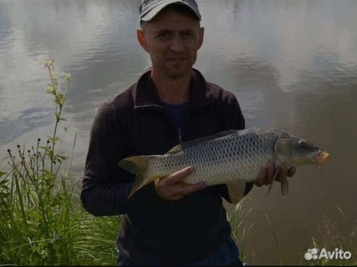 Платная рыбалка Карп Амур Толстолоб Щука Карась