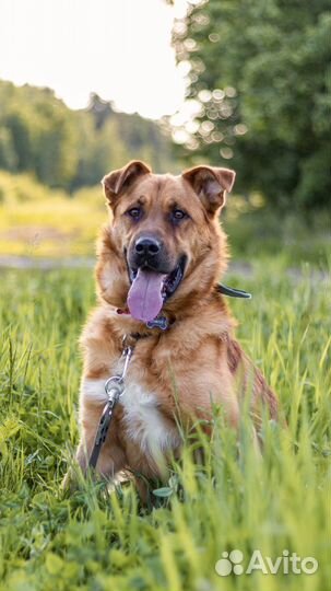 Рыжик в добрые руки