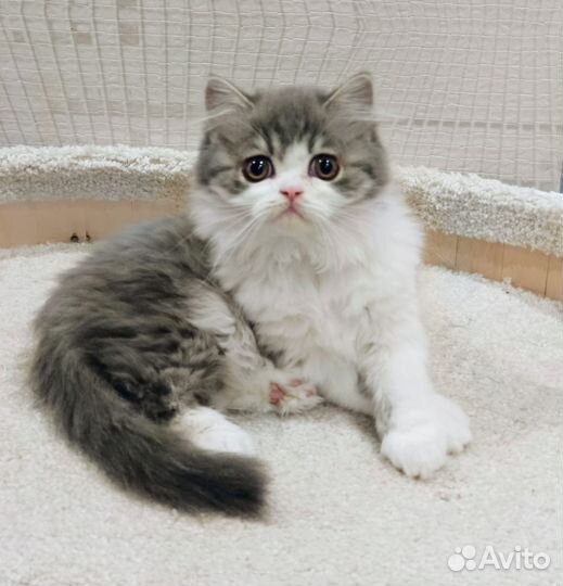 Шотландский длинношёрстный мальчик