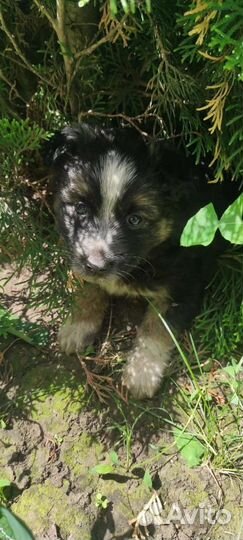 Щенок девочка