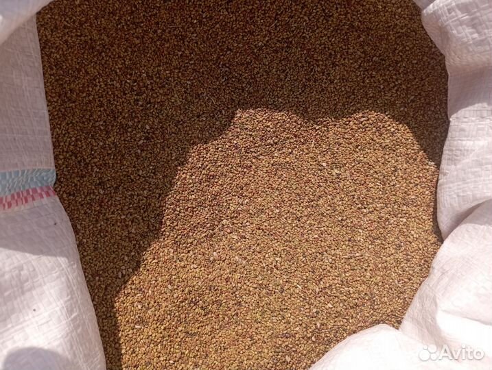 Семена Свеклы