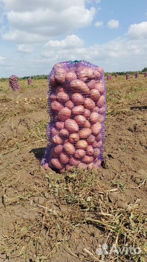 Картофель оптом