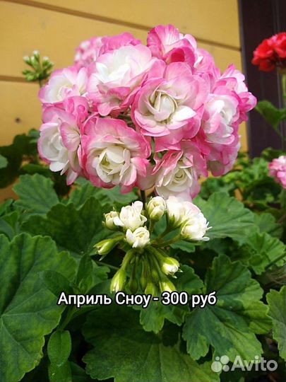 Сортовые пеларгонии