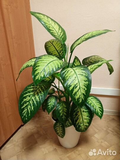 Диффенбахия