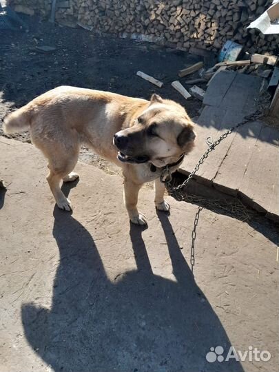 Алабай в добрые руки