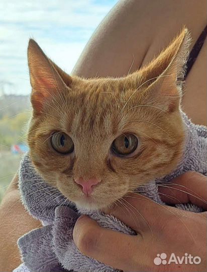 В добрые ручки