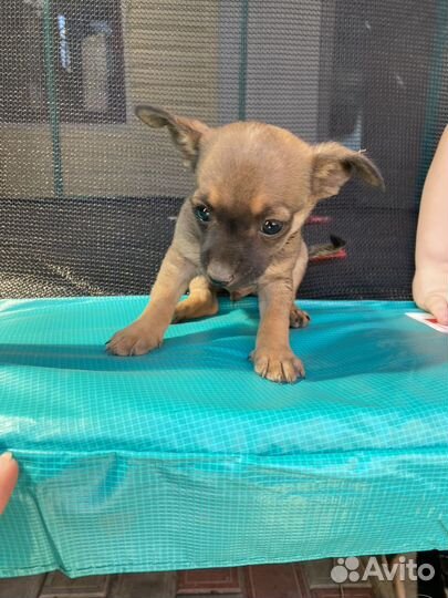 Щенок (помесь пражского крысарика и той-терьера)