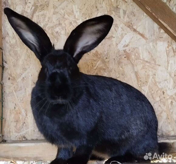 Кролики мои любимые