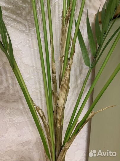 Искусственные растения / Пальма