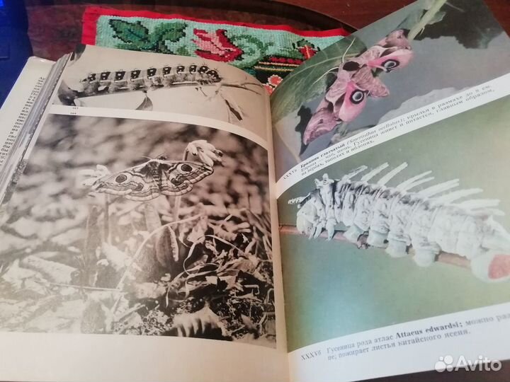 Иллюстрированная энциклопедия насекомых