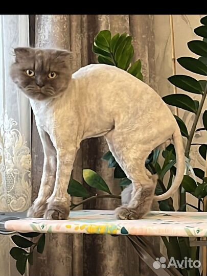 Кот в добрые руки