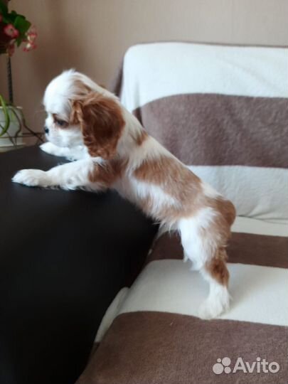 Щенки кавалер кинг чарльз спаниель