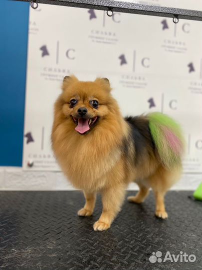 Груминг Грумер Стрижка Тримминг