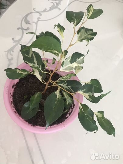 Продам фикусы