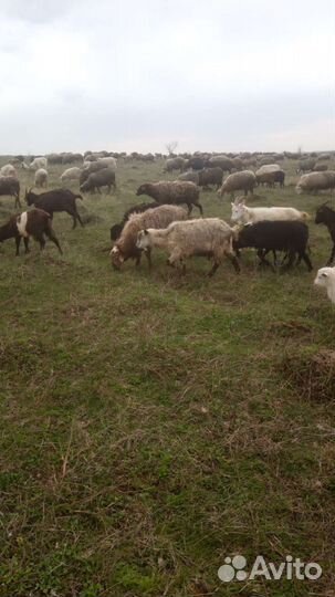 Бараны овцы ягната