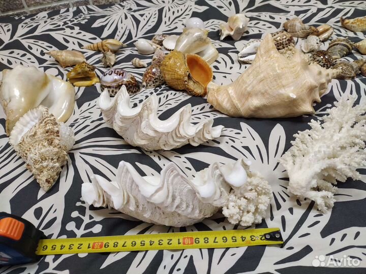 Ракушки коралл для коллекции для декора и аквариум