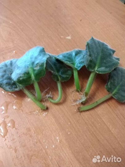 Отростки комнатных цветов и перчик 