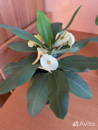 Молочай миля крупноцветковый