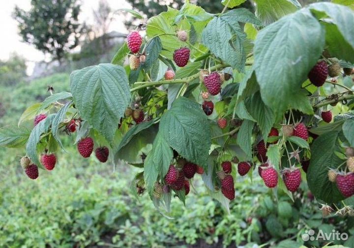 Саженцы малины