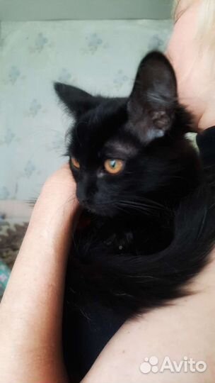 Котята 2.5 месяца